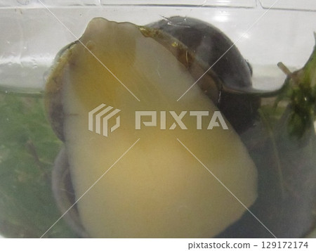蝸牛 蝸牛 129172174