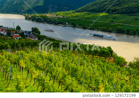 Vineyards and Donau river in Wachau valley Austria with autumn colored leaves, small traditional village and boats on sunny day. Traditional wine and tourism region, Vineyards and Donau river in Wachau valley Austria with autumn colored leaves, small traditional village and boats on sunny day. Traditional wine and tourism region, 129172199