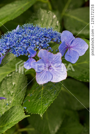 Blue hydrangea 129172258