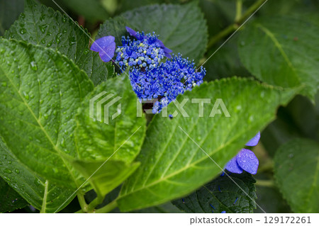 繡球花開了 129172261