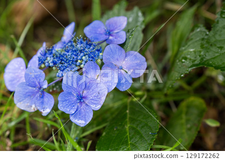 Blue hydrangea 129172262