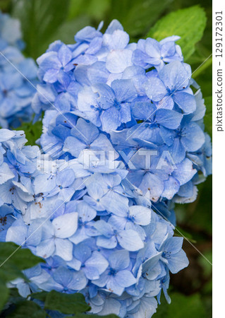 Blue hydrangea 129172301