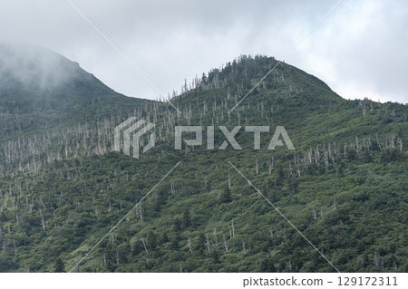 Summer Zao Echo Line: Dead Aomori Todomatsu (Maries' Fir) Standing, Miyagi Prefecture Side, Zao Town, Miyagi Prefecture Summer Zao Echo Line: Dead Aomori Todomatsu (Maries' Fir) Standing, Miyagi Prefecture Side, Zao Town, Miyagi Prefecture 129172311