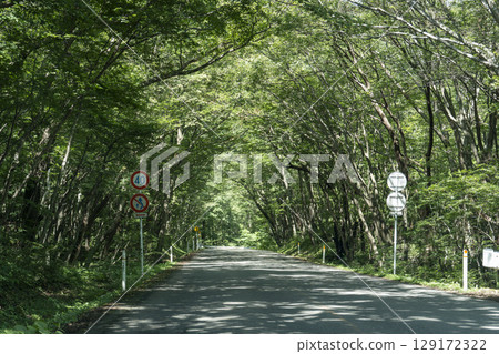 宮城縣藏王町，藏王迴聲線宮城縣一側，夏日陽光透過樹梢 129172322