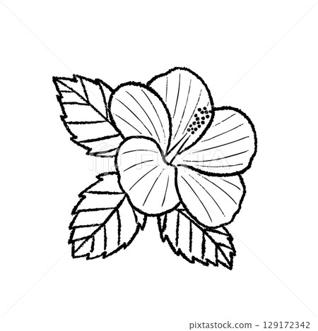 Hibiscus and hibiscus line drawing illustration Hibiscus and hibiscus line drawing illustration 129172342