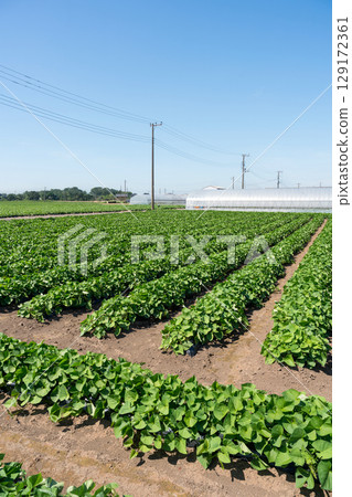 Sweet potato field Sweet potato field 129172361