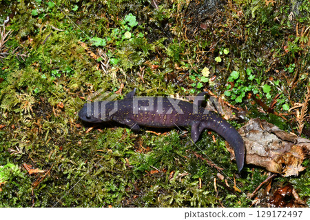 一隻雌性東部大鯢在苔蘚上行走 129172497