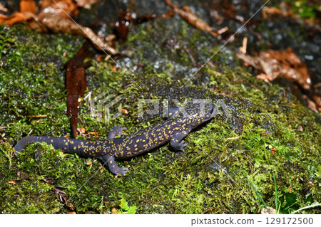 飛ida sal男在苔蘚上 129172500