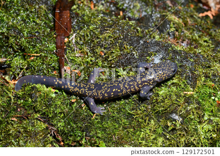從上方看到的苔蘚上的雄性東部大鯢 129172501