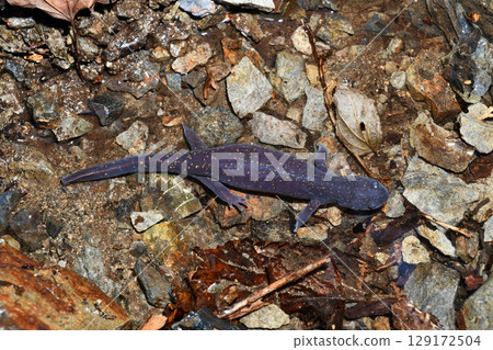 A female eastern giant salamander walking through a stream A female eastern giant salamander walking through a stream 129172504