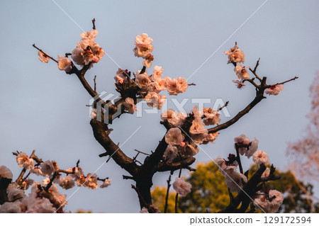 櫻花 櫻花 129172594