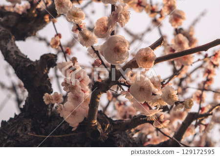 Plum blossom Plum blossom 129172595