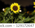 向日葵 129172647