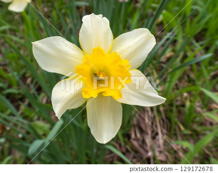 Daffodil flowers 129172678