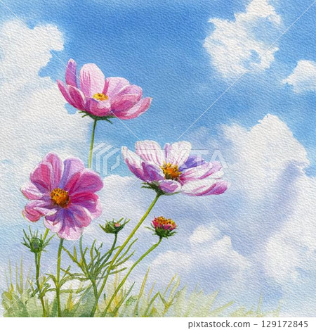 Cosmos flowers and sky 129172845