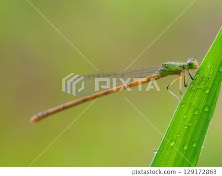 晨露和蜻蜓 129172863