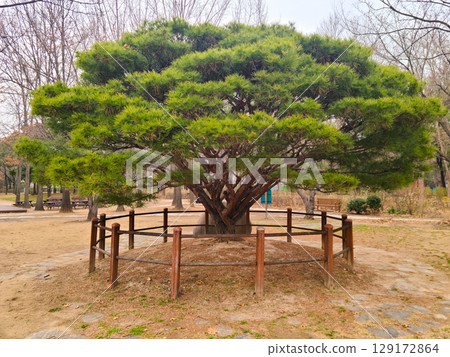 Japanese red pine. Pinus Densiflora Plant Growing in The Garden in Korea 129172864