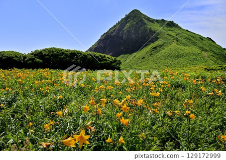 Onogame, where Tobishima day lilies bloom on Sado Island Onogame, where Tobishima day lilies bloom on Sado Island 129172999