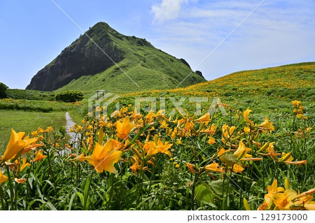 佐渡島飛島萱草盛開的“小野龜” 佐渡島飛島萱草盛開的“小野龜” 129173000