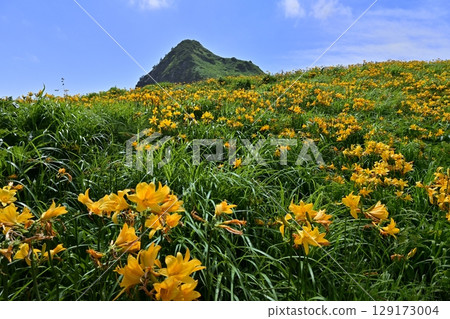 佐渡島飛島萱草盛開的“小野龜” 佐渡島飛島萱草盛開的“小野龜” 129173004