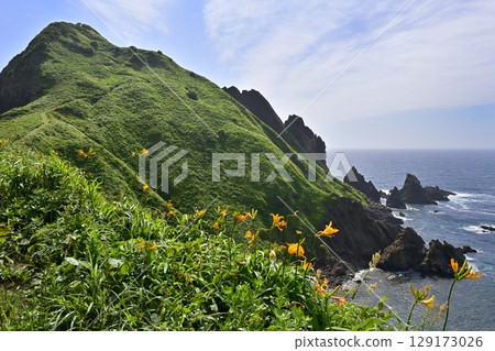 佐渡島飛島萱草盛開的“小野龜” 129173026