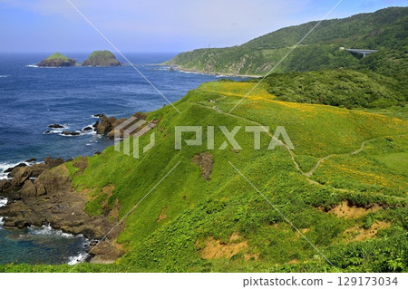 從佐渡島飛島萱草盛開的小野龜眺望二龜 129173034