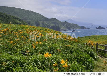 佐渡島飛島萱草盛開的“小野龜” 佐渡島飛島萱草盛開的“小野龜” 129173038