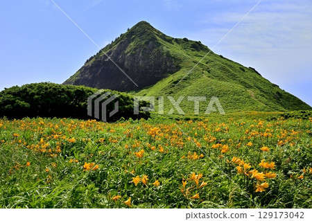 佐渡島飛島萱草盛開的“小野龜” 129173042