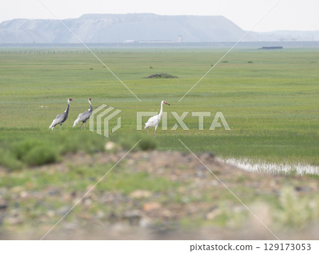 Sodogrozuru and Mana crane Sodogrozuru and Mana crane 129173053