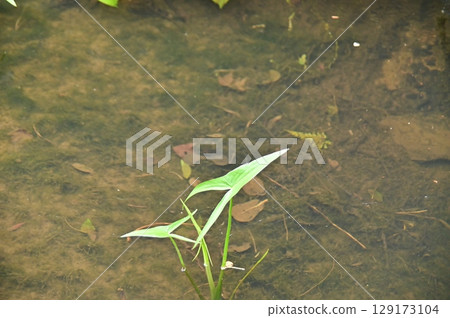高元院花園池塘裡發現的慈姑葉 高元院花園池塘裡發現的慈姑葉 129173104