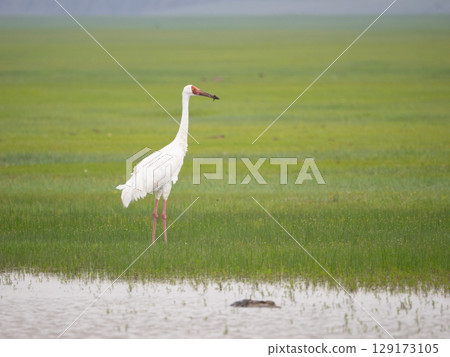 Sodogro起重機 Sodogro起重機 129173105