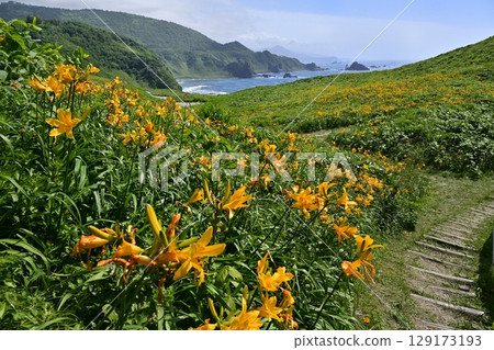 Onogame, where Tobishima day lilies bloom on Sado Island Onogame, where Tobishima day lilies bloom on Sado Island 129173193