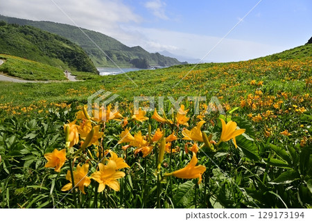 Onogame, where Tobishima day lilies bloom on Sado Island Onogame, where Tobishima day lilies bloom on Sado Island 129173194