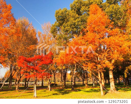 Winter scenery of Misato Park with red and yellow leaves Winter scenery of Misato Park with red and yellow leaves 129173201