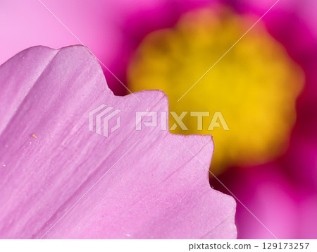 pink cosmos petals pink cosmos petals 129173257