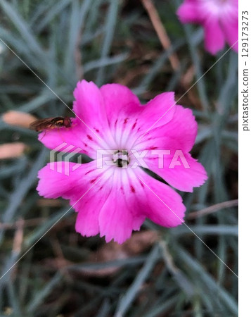 一隻蜜蜂停在一朵粉紅色的花上 129173273