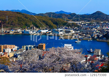 [Hiroshima Prefecture] Onomichi townscape seen from Senkoji Park in spring when cherry blossoms bloom 129173300