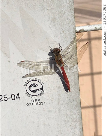 回收的蜻蜓 回收的蜻蜓 129173368