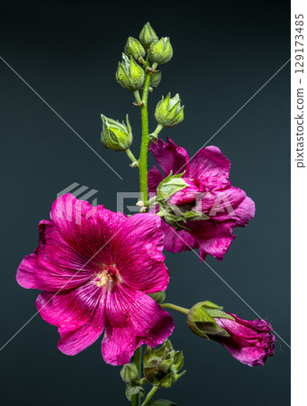 Vibrant Pink Malva Bloom with Buds on a Green Background Vibrant Pink Malva Bloom with Buds on a Green Background 129173485