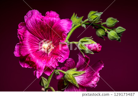 Vibrant Pink Malva Bloom with Buds on a Pink Background Vibrant Pink Malva Bloom with Buds on a Pink Background 129173487
