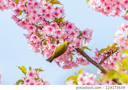 Kawazu cherry tree and mezzo 129173639