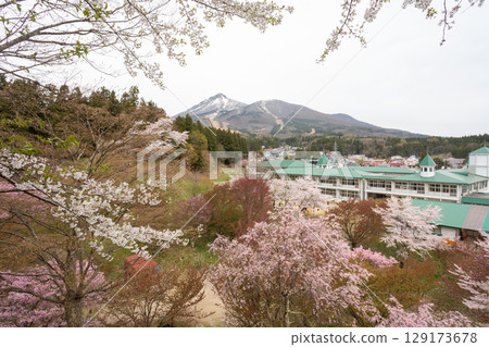 View of Mount Bandai from Kamegajo Park with cherry blossoms in bloom 129173678