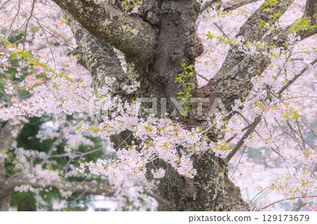Cherry blossoms at Kamegajo Park 129173679