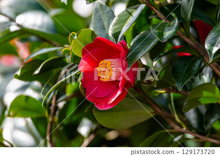 一朵山茶花山茶花 129173720