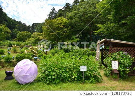 Hinuma Natural Park 2025-6-28 #23 129173723