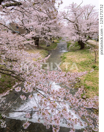 觀音寺川沿岸的櫻花盛開 129173732
