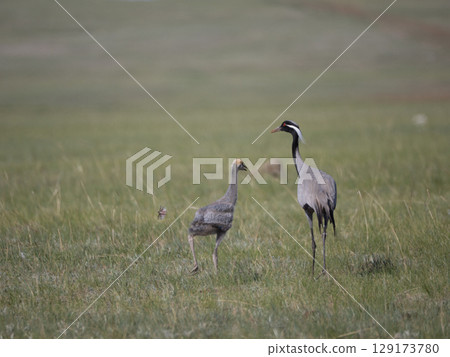 Demoiselle Crane Parent and Child 129173780