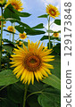 Summer flower scenery - sunflower fields 129173848