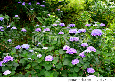 Hinuma Natural Park 2025-6-28 #34 129173920