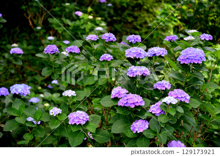 Hinuma Natural Park 2025-6-28 #35 129173921